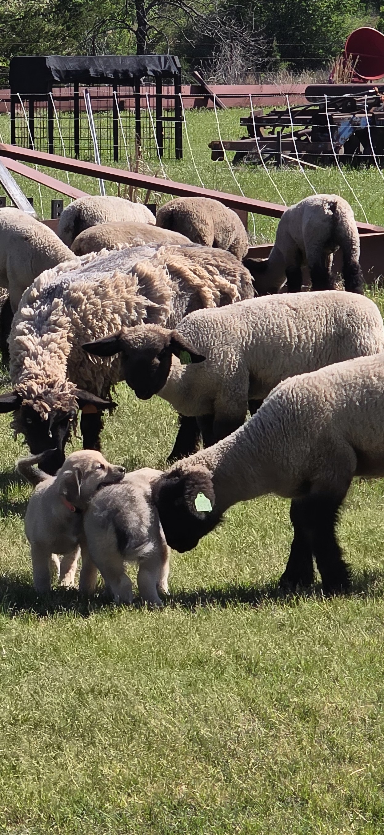 Caraway Livestock - Simms, TX | Simms TX