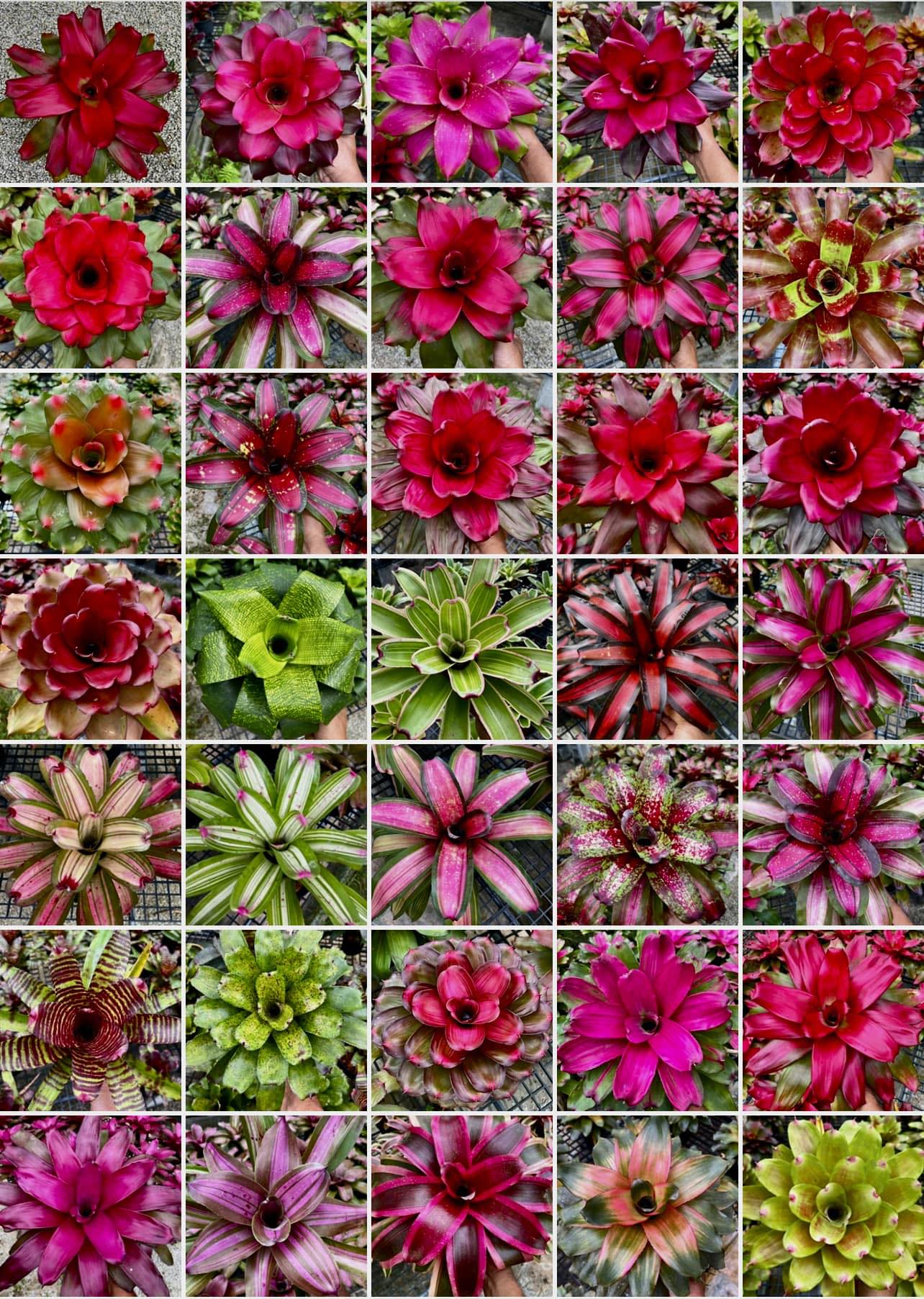 Clematis | Sarah Adenium