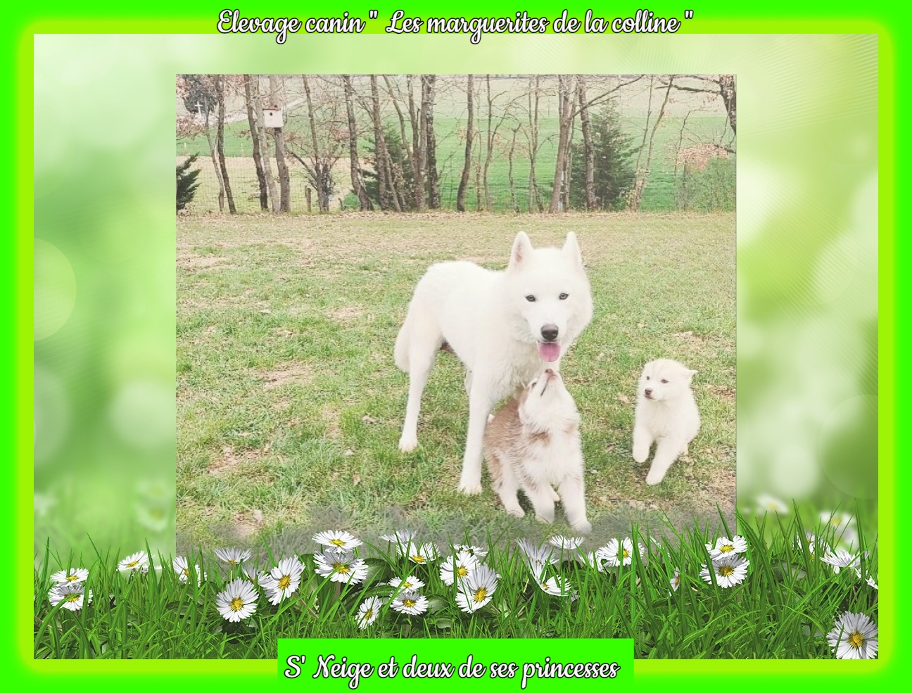 Elevage Canin Les Marguerites De La Colline