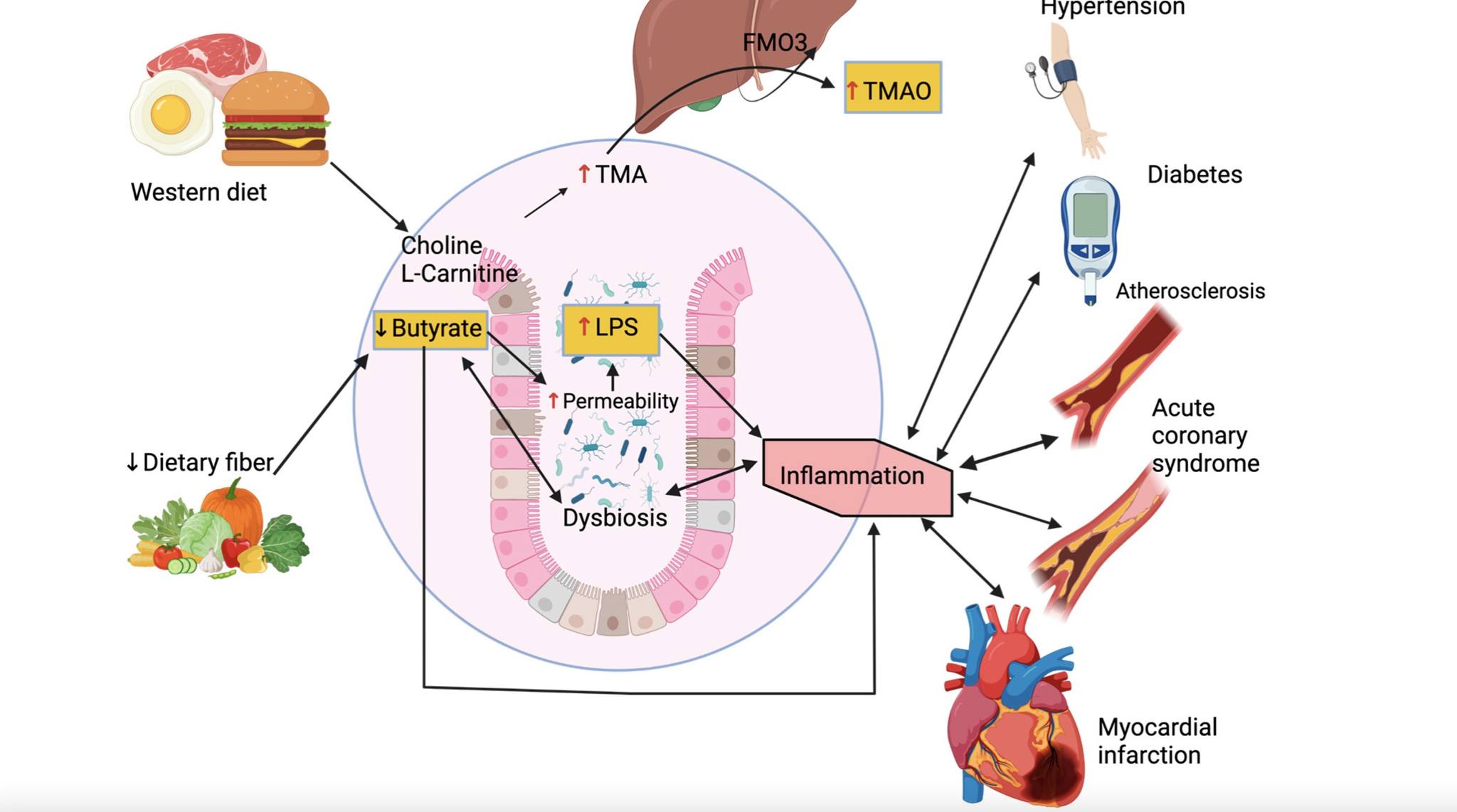 atherosclerosis l-carnitine l carnitine tmao nature medicine 2013 koeth Non-lethal Inhibition of Gut Microbial Trimethylamine Production does acetyl l carnitine cause