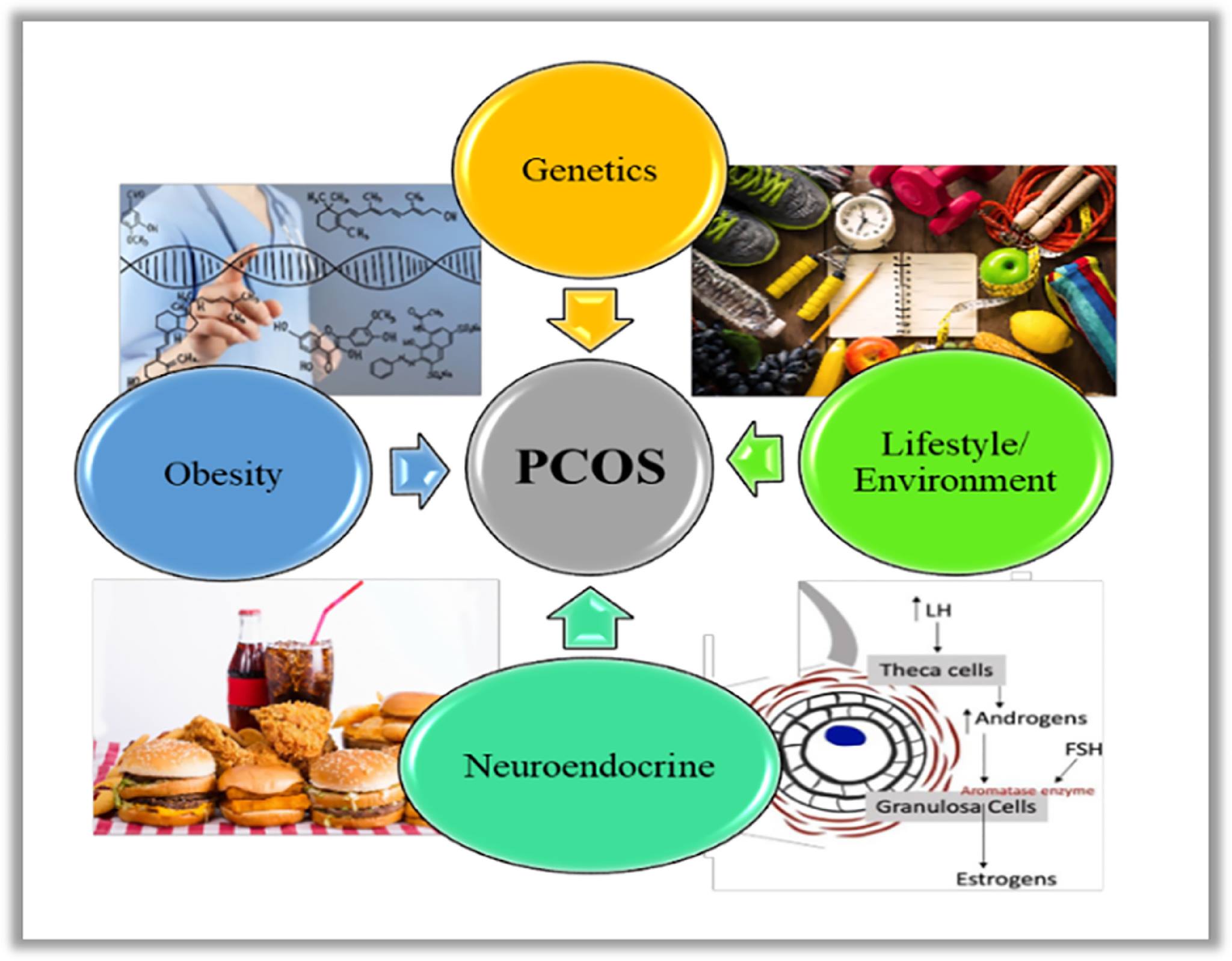 หมอหล่อคอเล่า - #ภาวะถุงน้ำรังไข่หลายใบ (PCOS) : #เกิดจากอะไรได้บ้าง ...