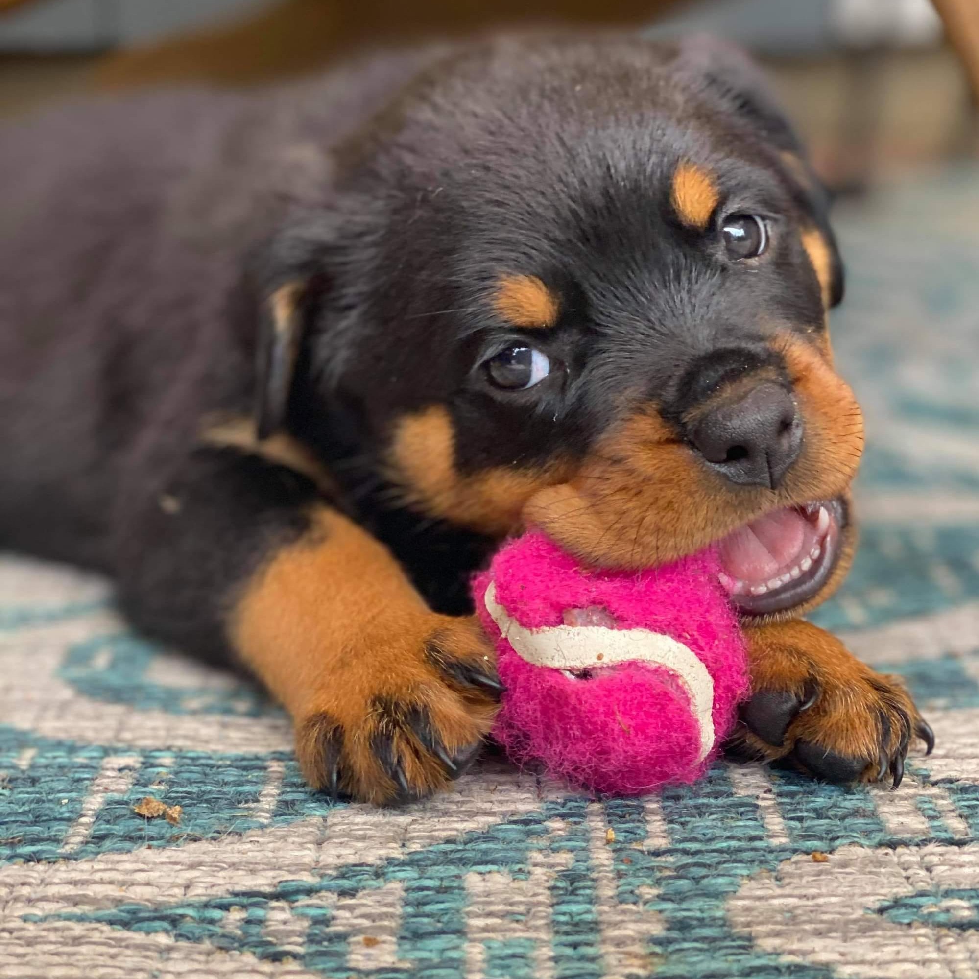 Ridge Rottweilers | Parma MI