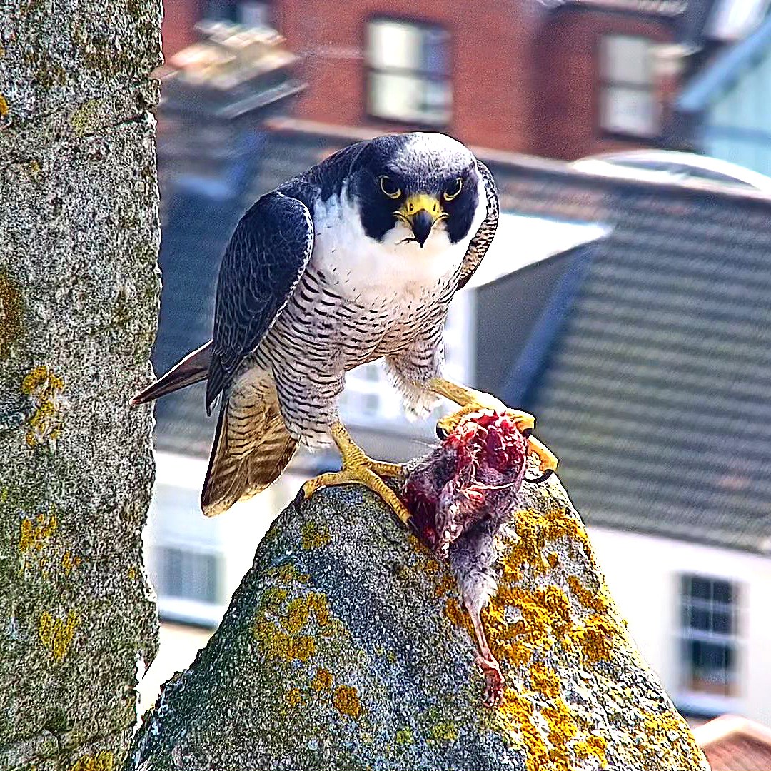The tiercel is doing an amazing... - Cromer Peregrine Project | Facebook