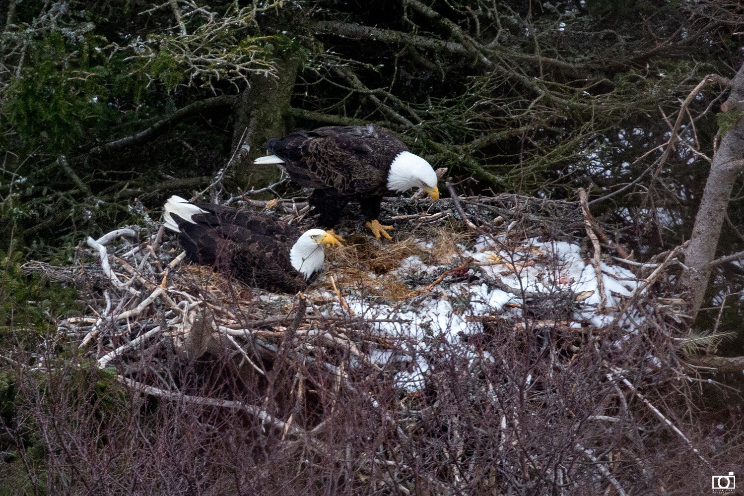 The eagles have landed! 🦅 Tune into the Port Tobacco Eagle Cam to view our  resident eagles as they periodically pop back to their nest ahead of the  upcoming nesting season. Patience