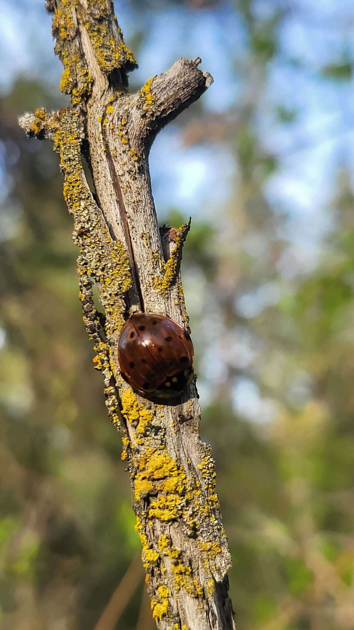 What type of large ladybug is found in Eastern Washington?