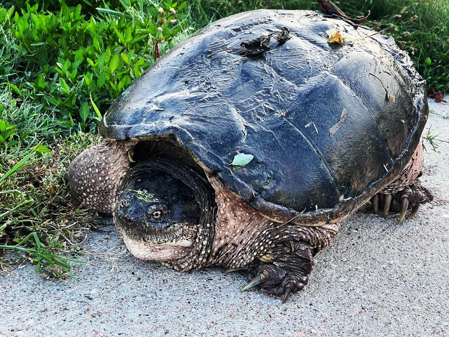 The turtles are out!🐢... - Nebraska Game and Parks Commission | Facebook