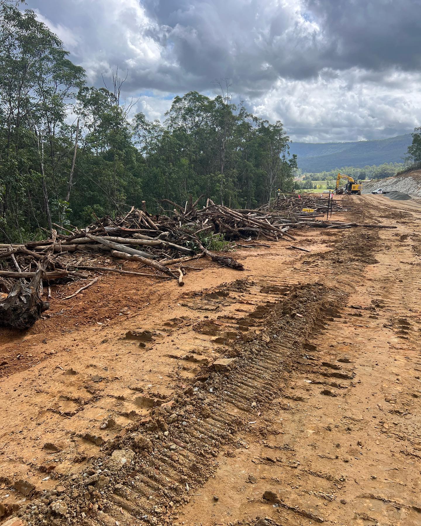 Rhino Trees - Tree Removal Services Gold Coast