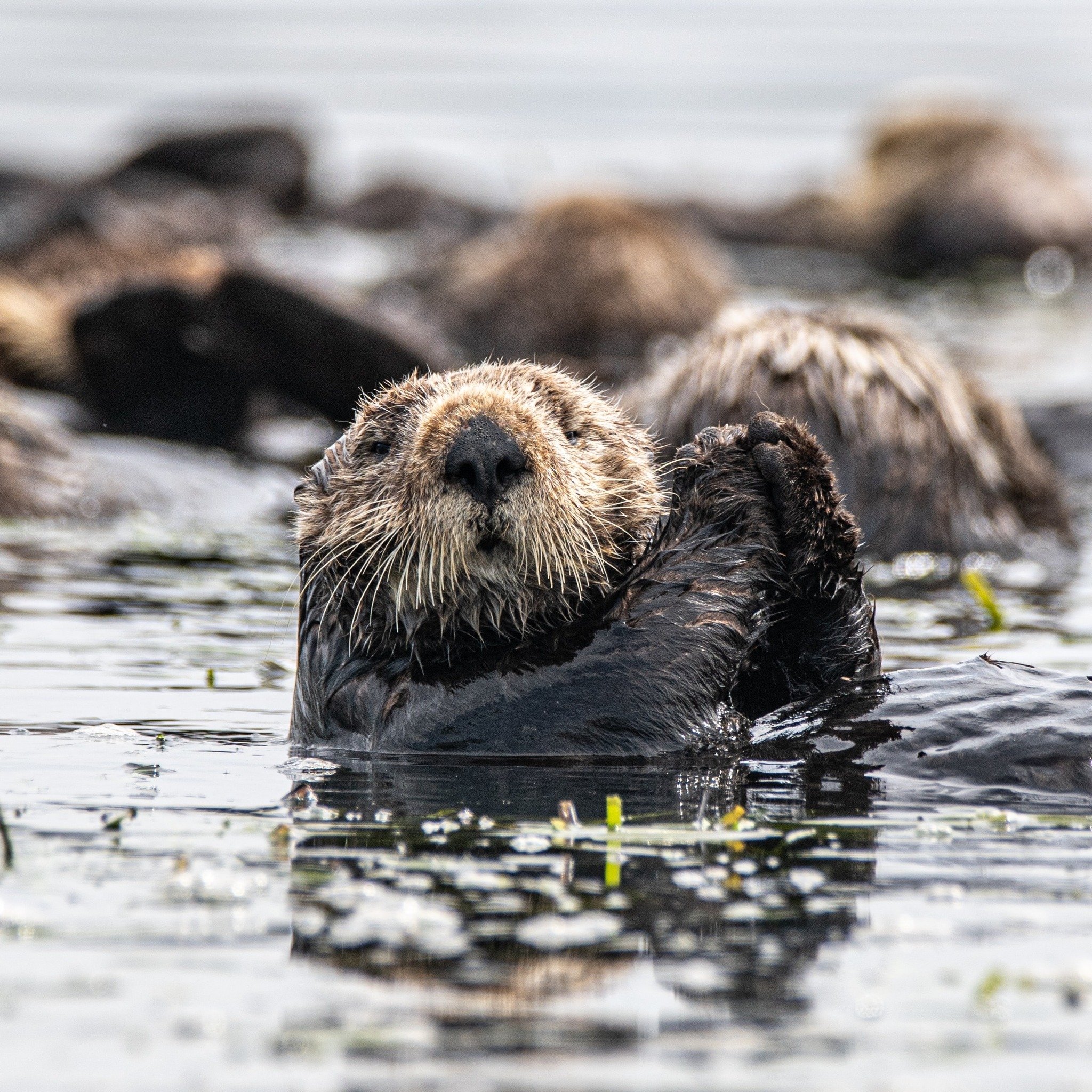 BBC Earth - Sea otter populations are slowly recovering 🦦 These fluffy ...