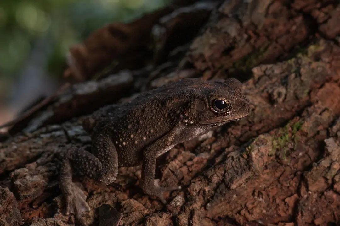 The Common Asian Toad... - Singapore Botanic Gardens