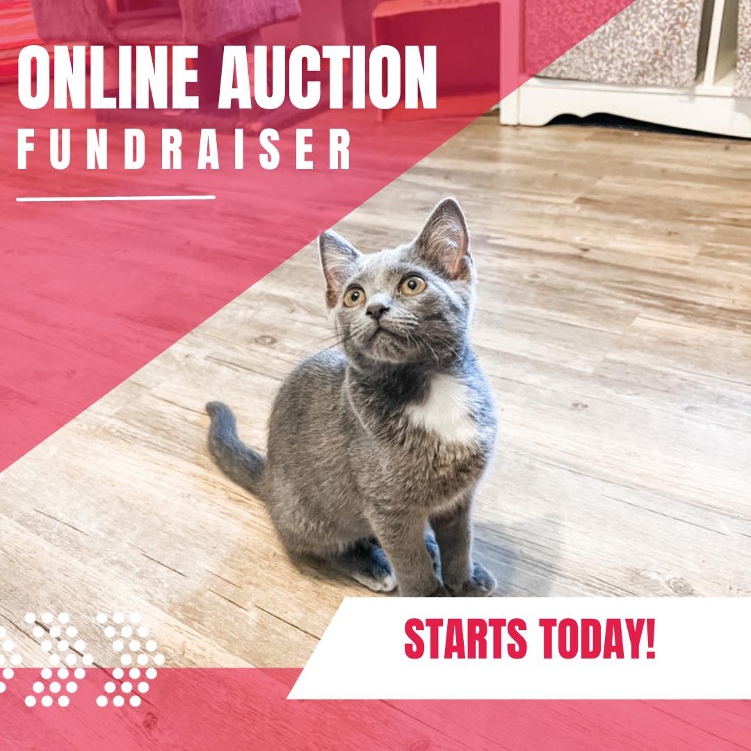 ⭐️ FUNDRAISER! ⭐️... - Online Auctions for Friends of Animals | Facebook