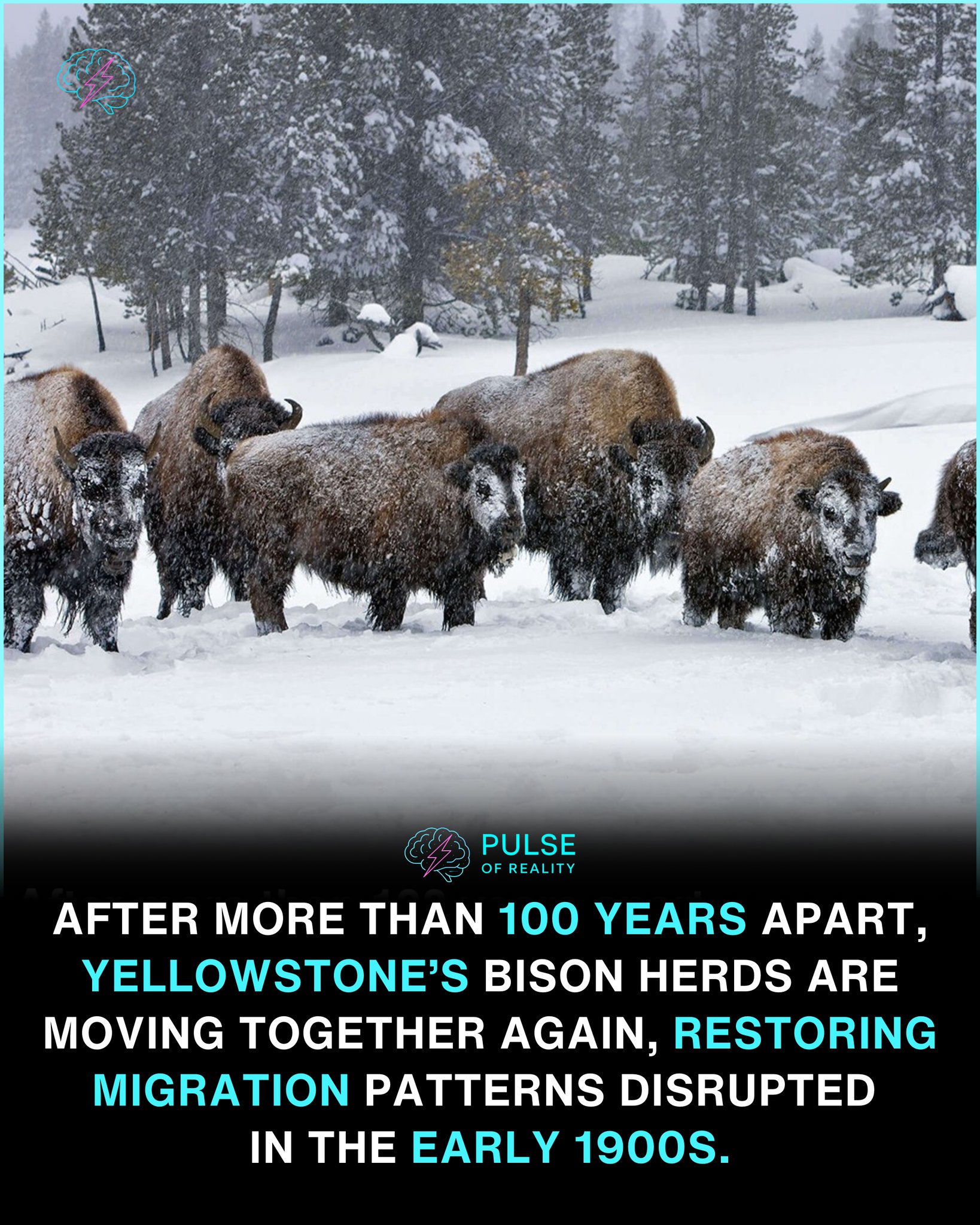 Pulse - After more than a century of separation, bison herds in ...