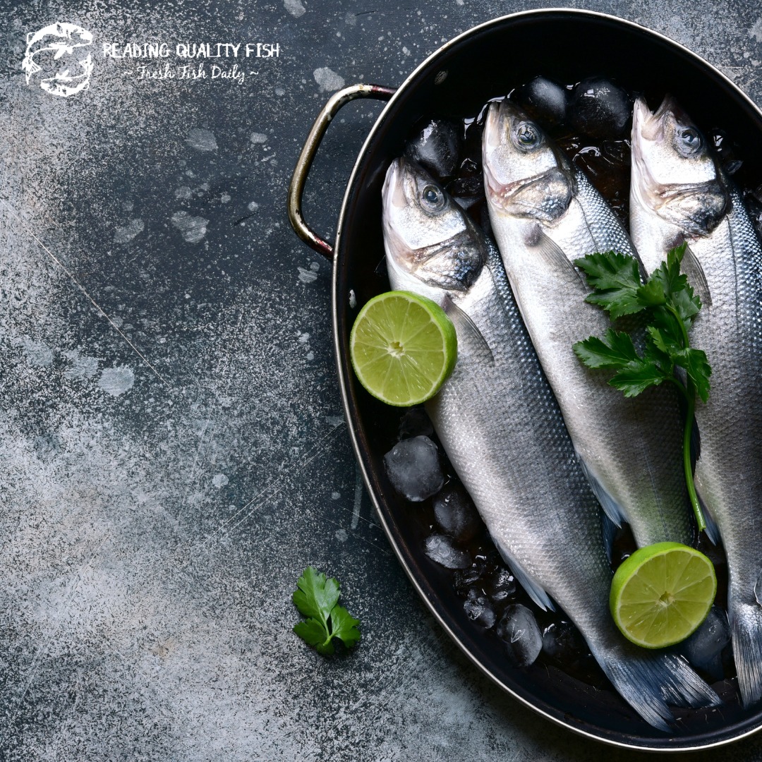 Reading Quality Fish | Reading