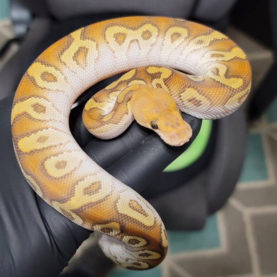Postal Pythons | Daytona Beach FL