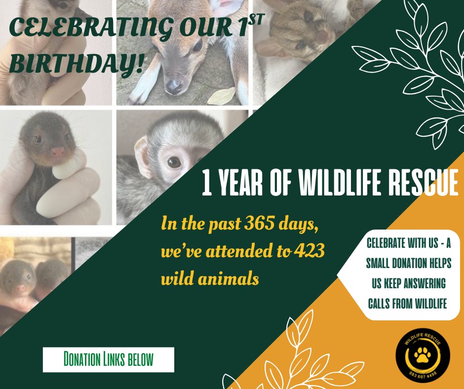 Wildlife - 🎉🐾 Wildlife Rescue NPC is 1 Year Old today !! 🐾🎉 According ...