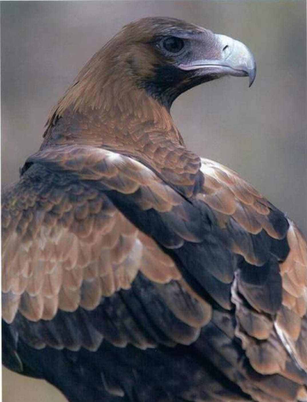 Even though this amazing eagle is not able to be released into the