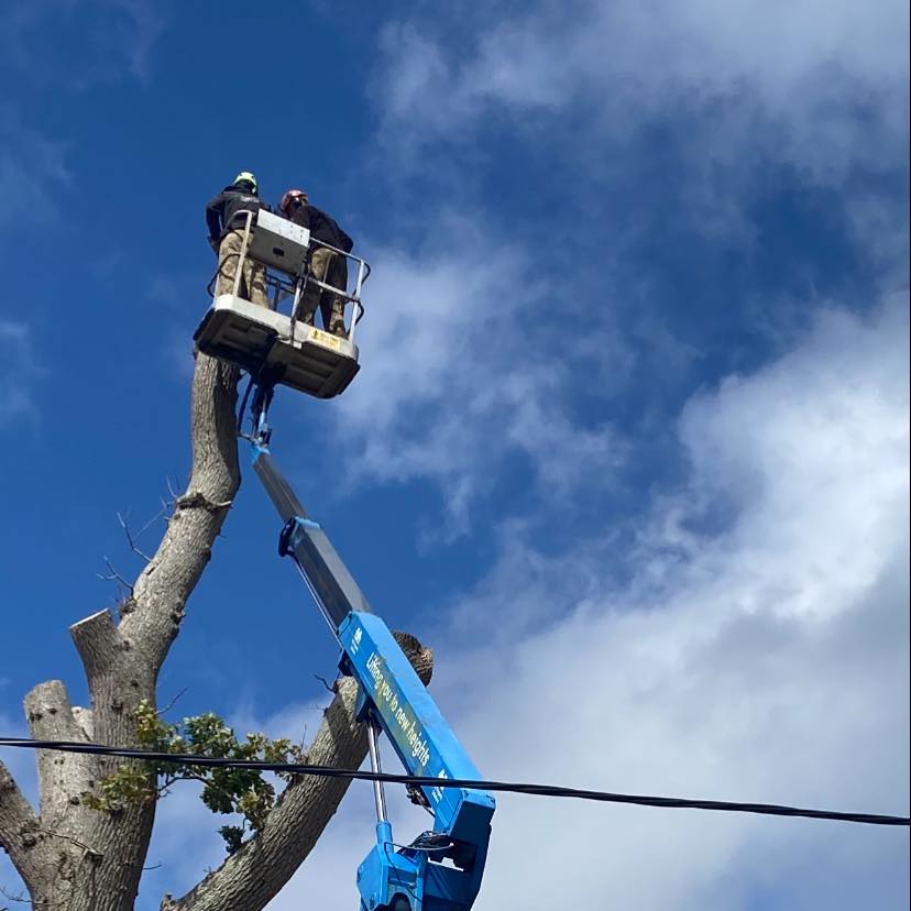 JJ Tree & Landscape Services | Exeter