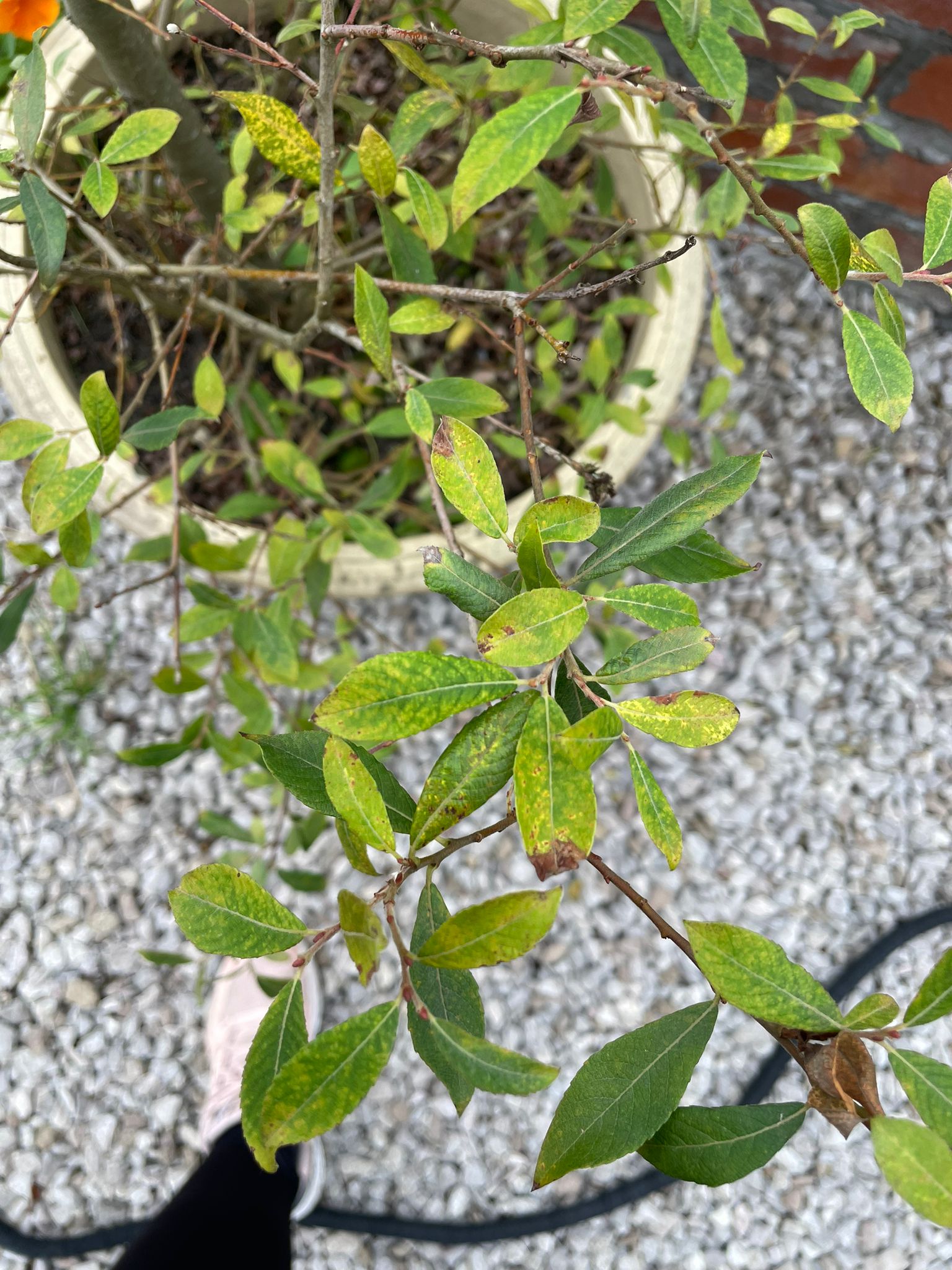 What willow variety is best for horse shelter and self-selection?