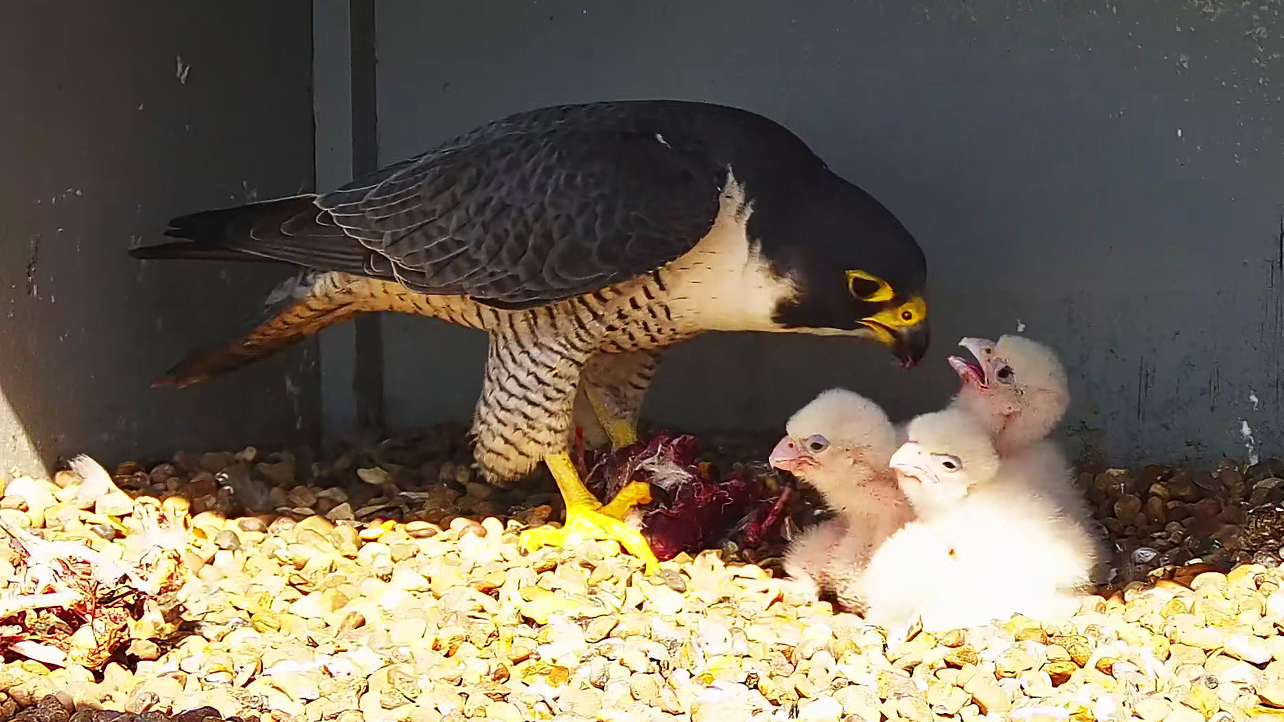 Cromer - Nice to see the tiercel (male) feeding the young | Facebook