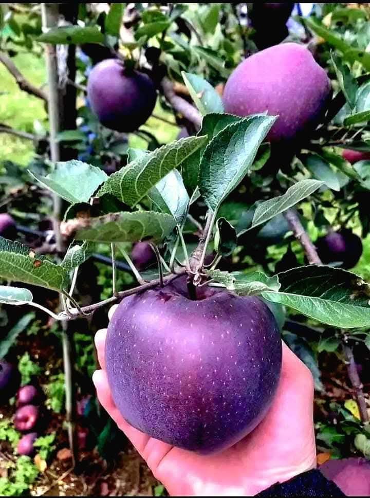 شورای انسجام عرب های زون شمال شرق - انا لله و انا الیه راجعون با تأسف ...