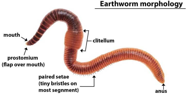 عالم - معلومات عن دودة الأرض ( earthworm ) دودة الأرض هي واحدة من أكثر ...