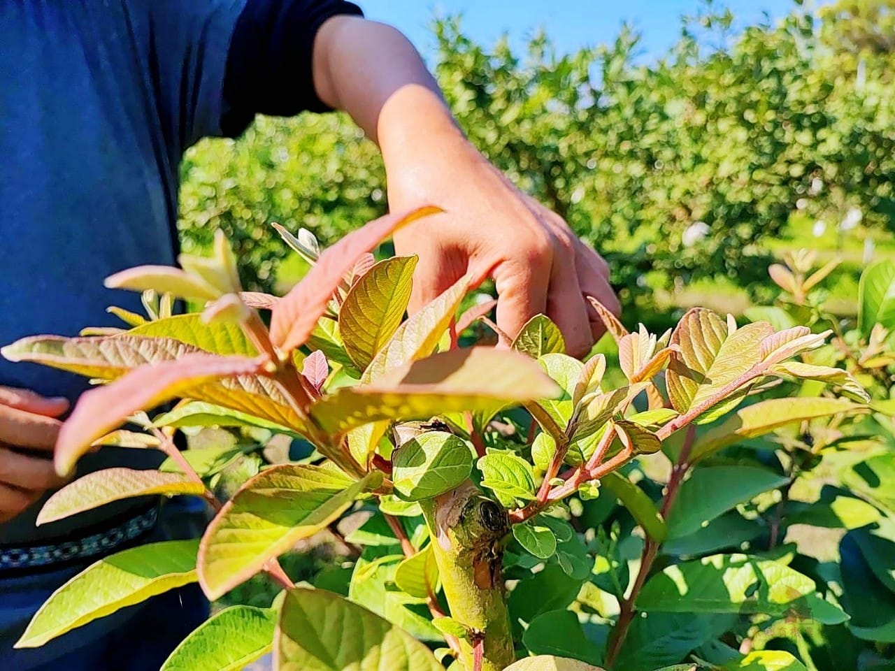 彩虹家鄉有機農場