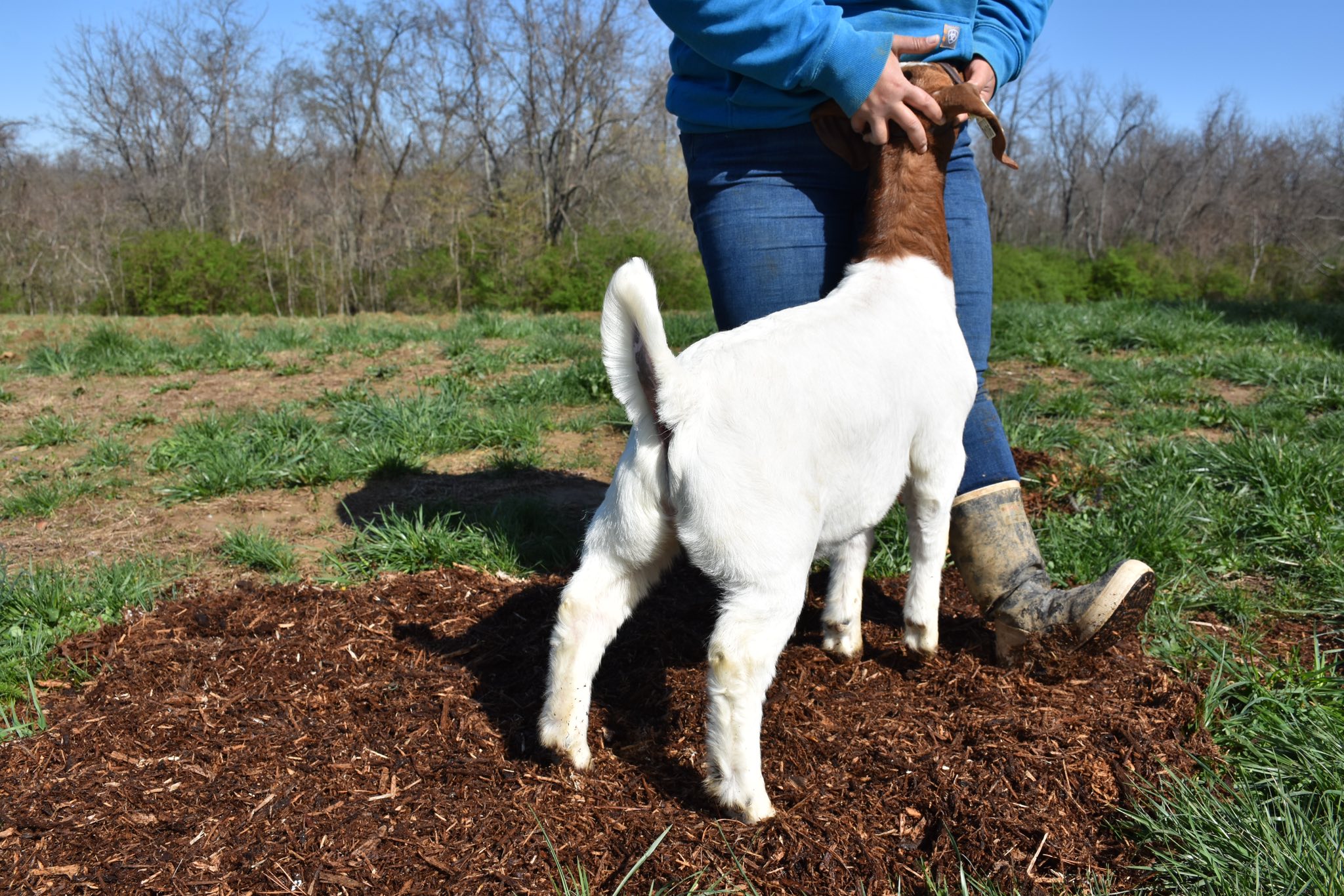 Triple R Livestock | Walton KY