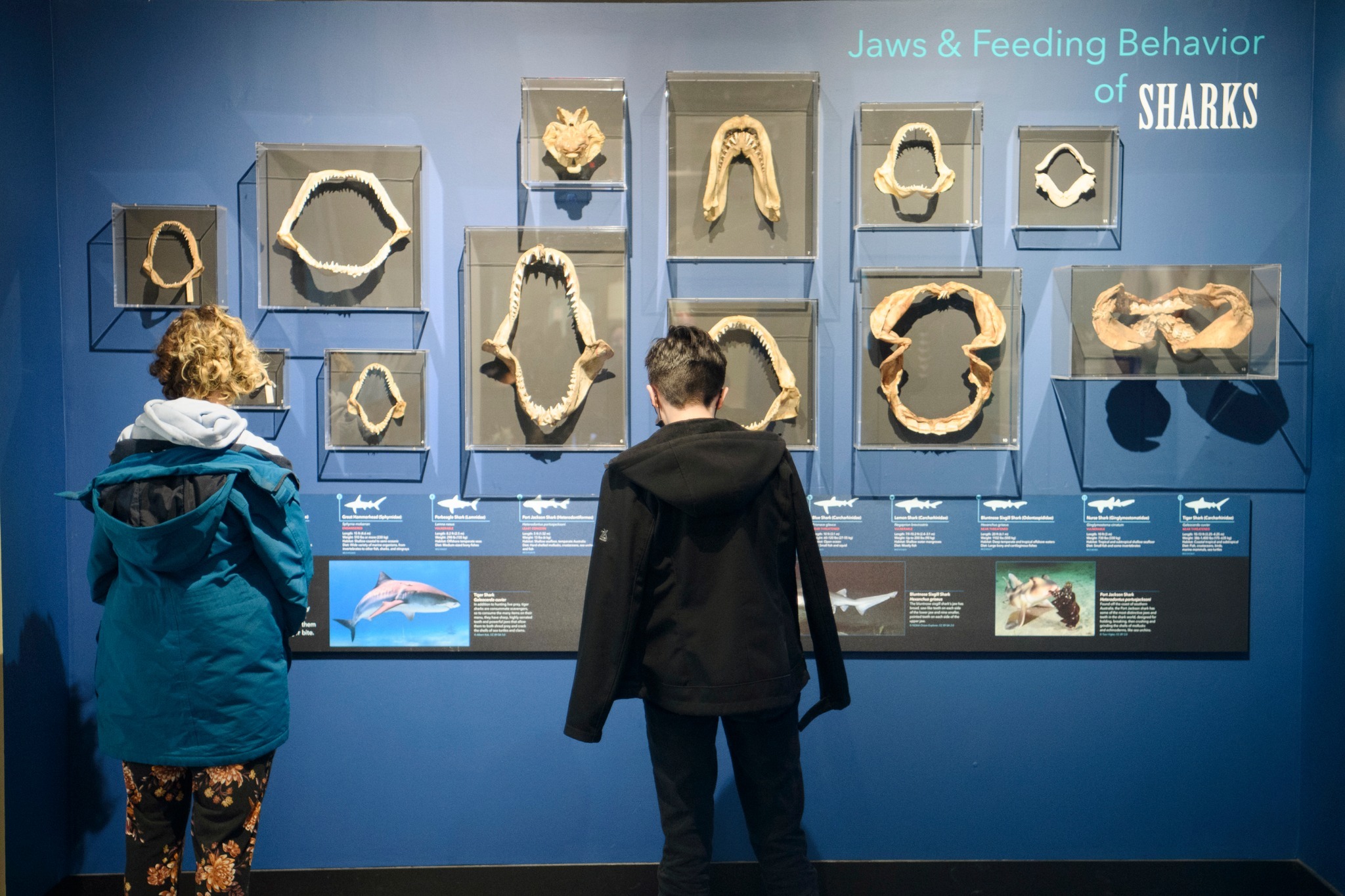 Harvard - Sharks are essential to our oceans, their lives intersecting ...