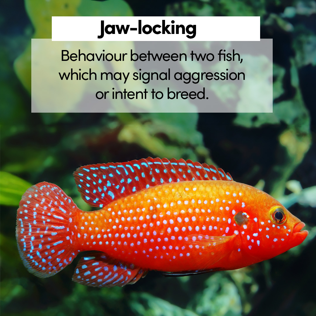 Fishkeeper - Have you ever seen two fish locking jaws in your aquarium ...