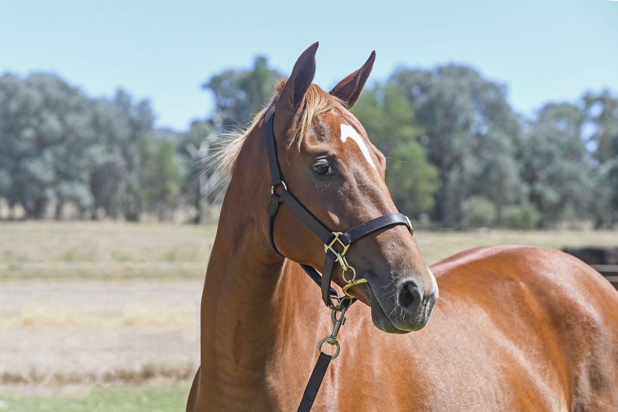 Jay Hopkins Racing | Newcastle NSW