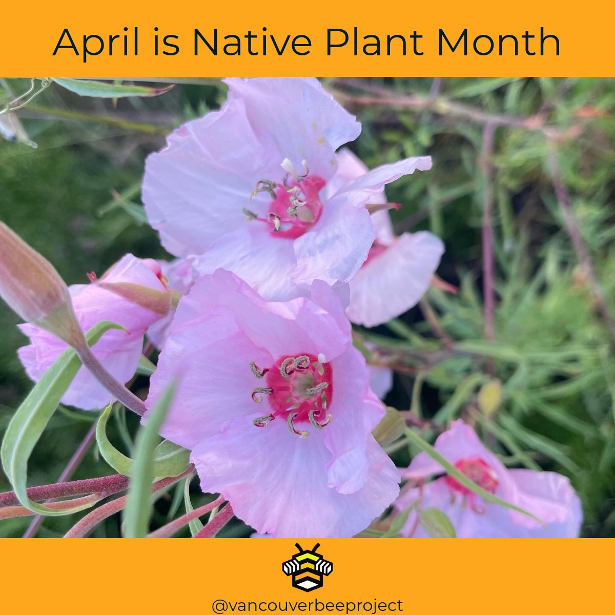 Vancouver - 🌿 April is Native Plant Appreciation Month! 🌸 Native plants ...