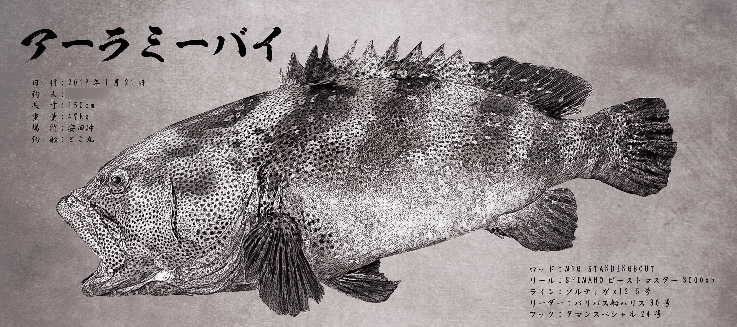 沖縄県の安田沖で釣り上げられた150cm・49kgのアーラミーバイ(タマカイ 
