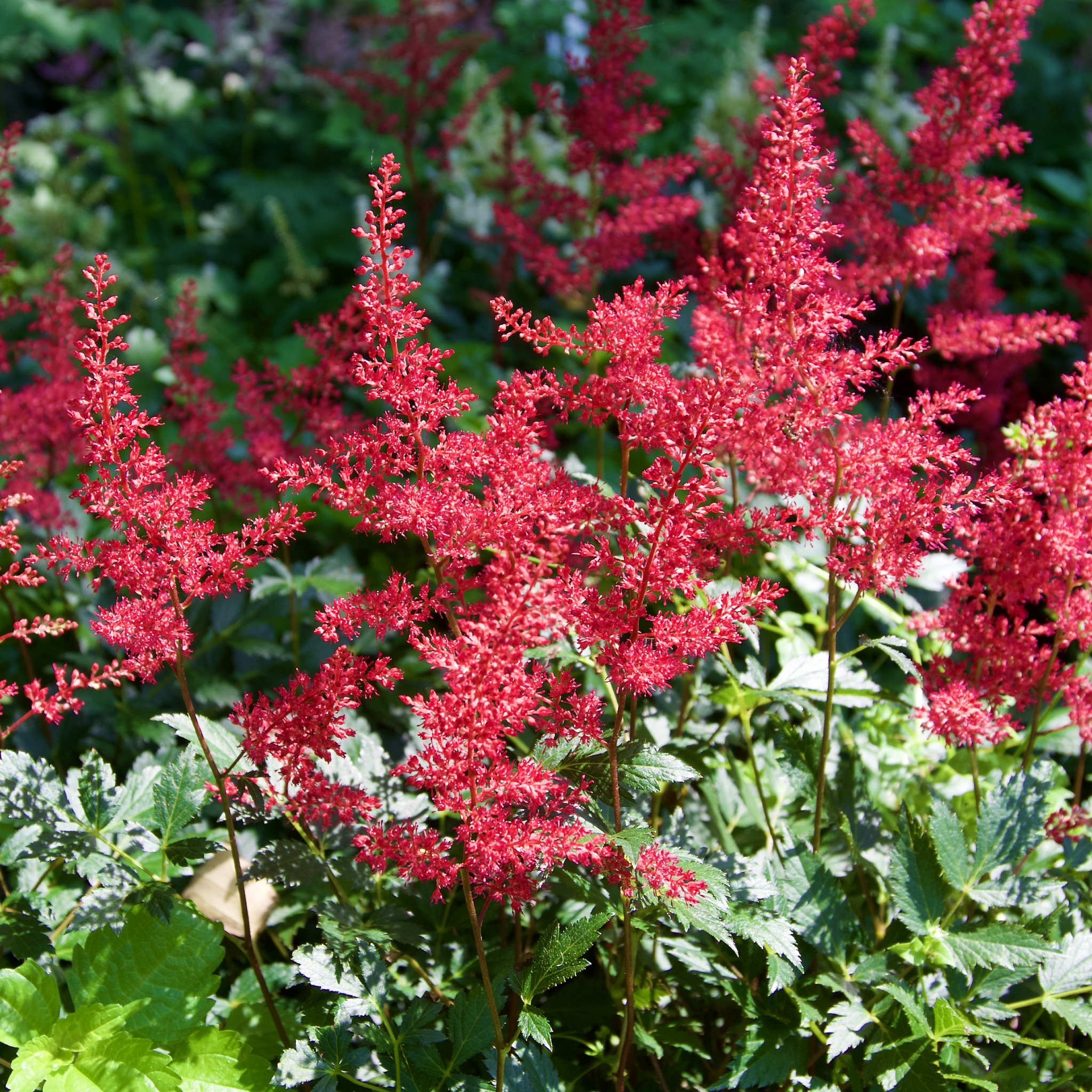 A round up of red. When you want... - Fieldstone Gardens | Facebook
