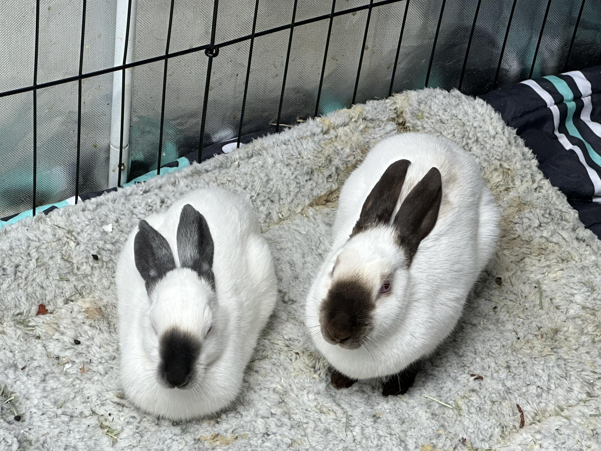 Are Himalayan rabbits distinguishable from Californians?