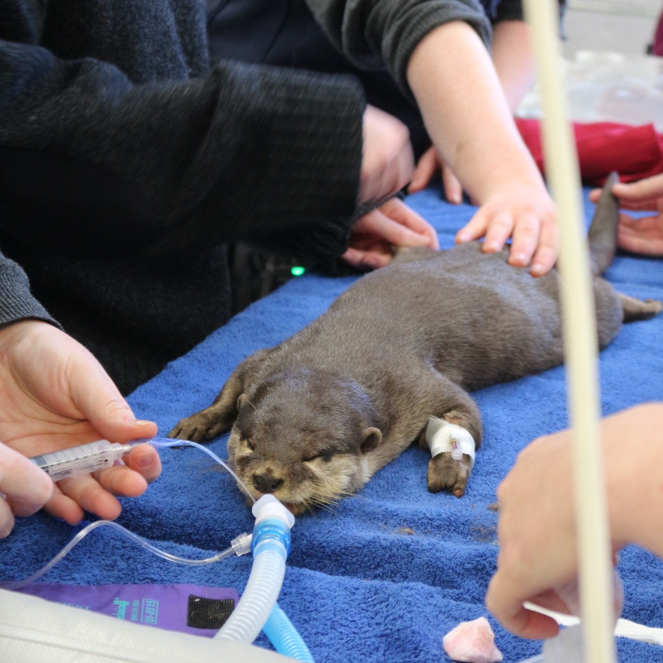 Pet Eye Care - New Zealand | Hamilton