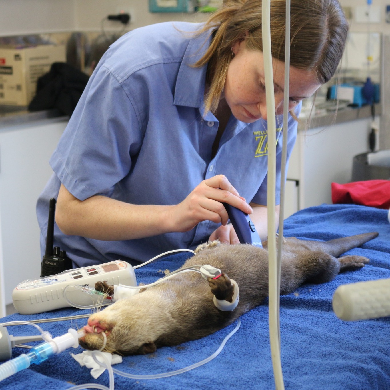Pet Eye Care - New Zealand | Hamilton