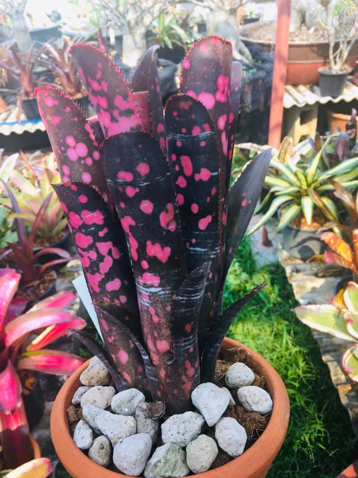 Billbergia Incendiary Delight