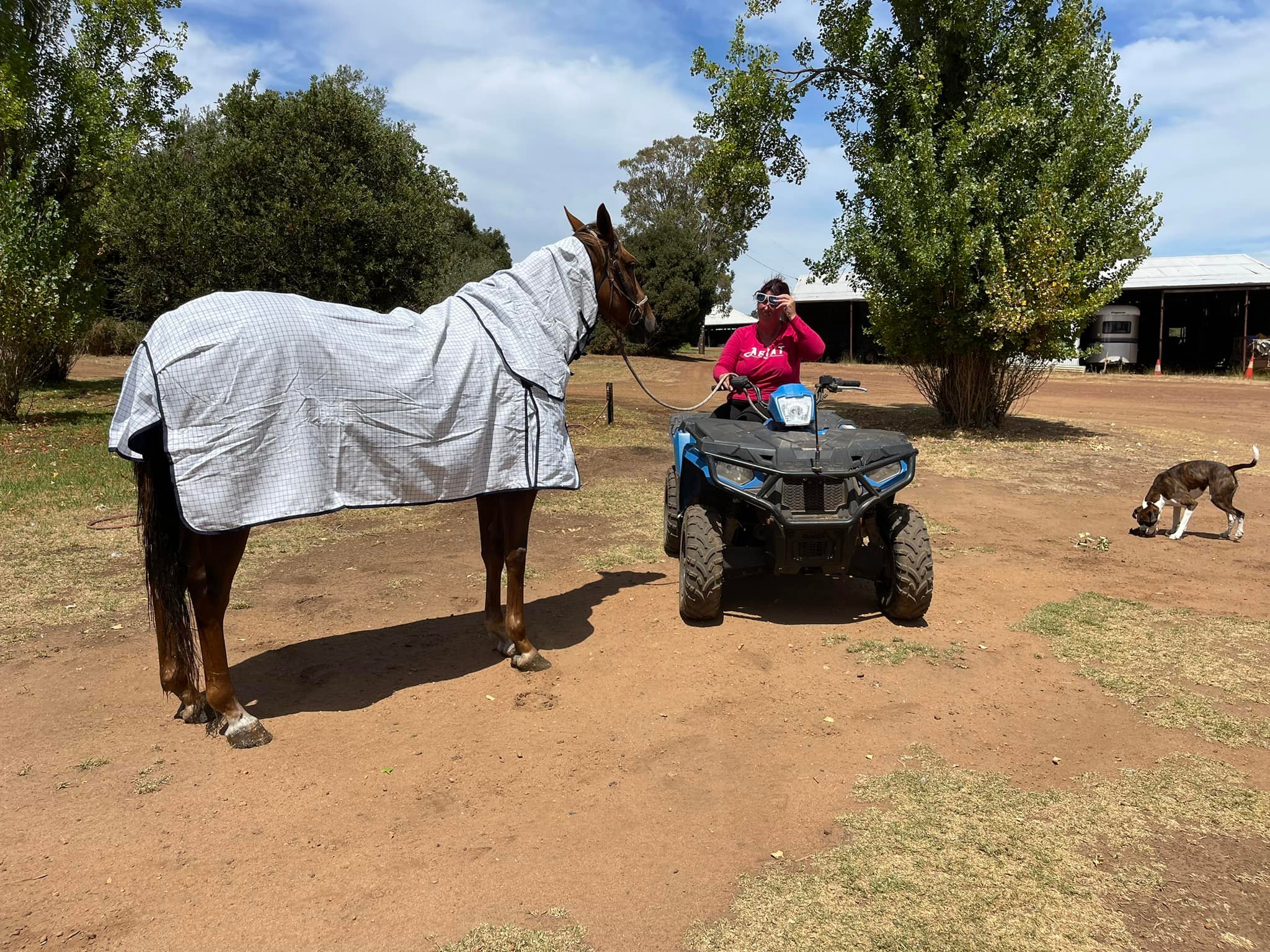 Churinga stud horses