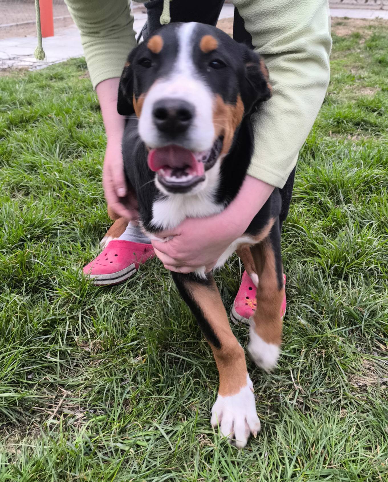 Happy Ranch Kennel