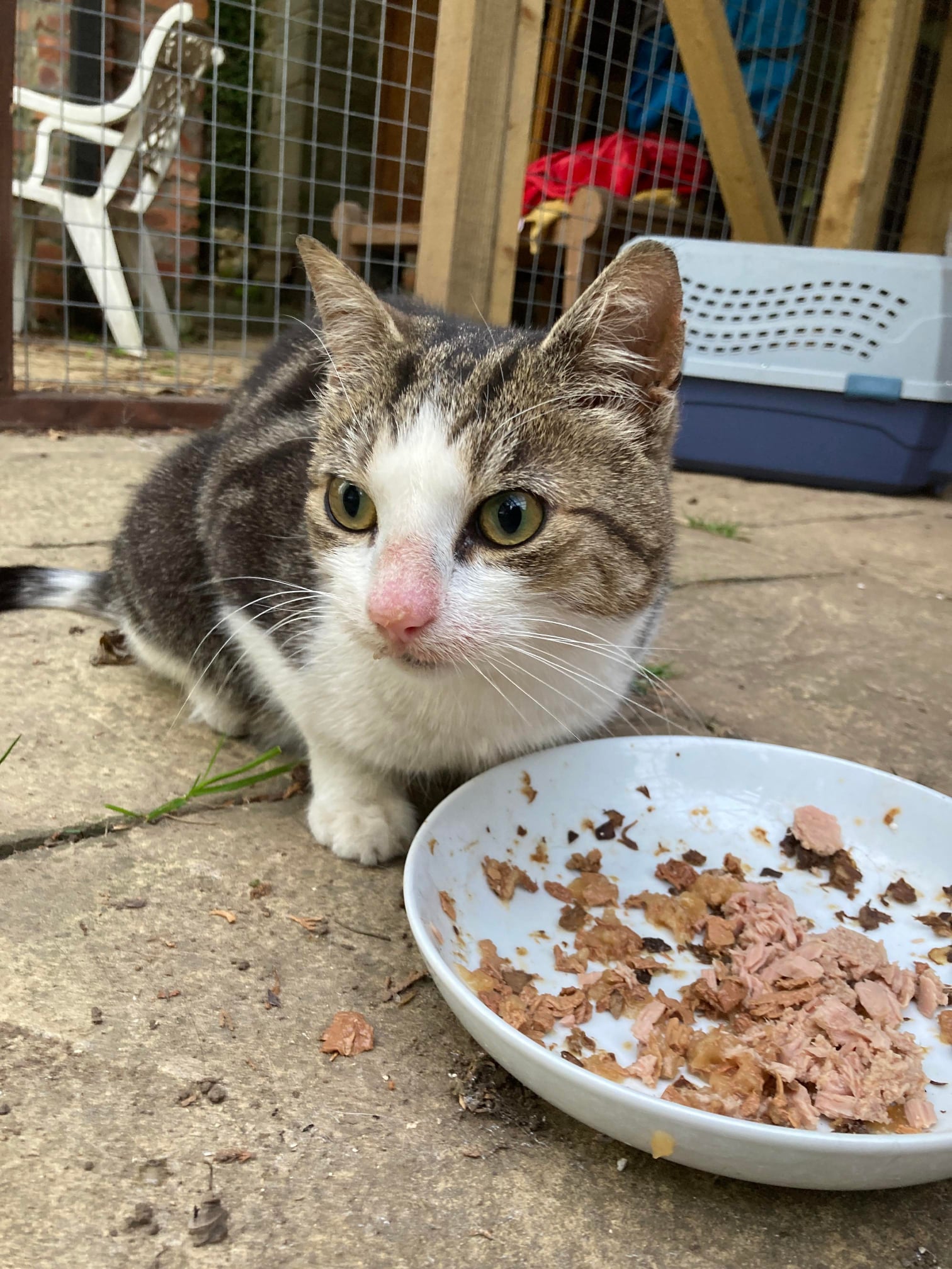 **UPDATED - OWNER FOUND ** FOUND CAT -... - Filey Cat Rescue