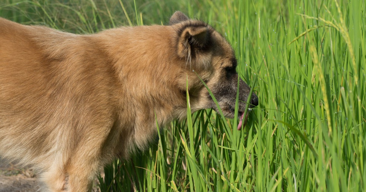 Picture of The Pet - Your dog's grass-eating habit might be more than just a ...