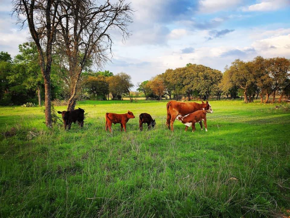 Carpenter Ranch Sales, LLC | Burnet TX