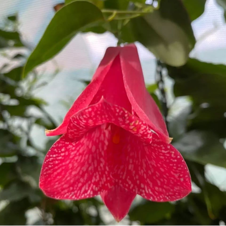 Jardín COPIU Venta de plantas de copihue e insumos | Quilpué