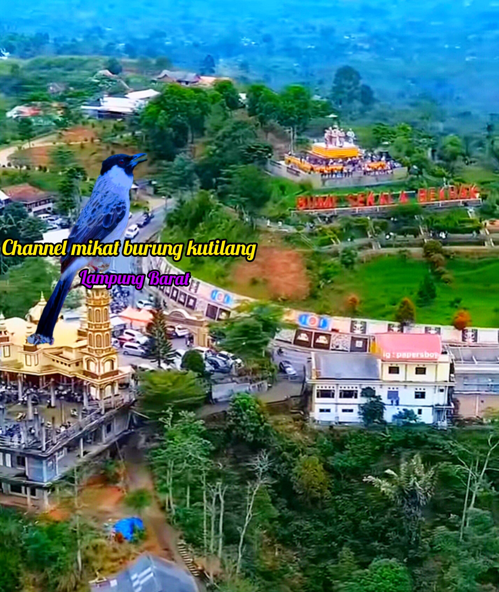 Mikat burung kutilang tangan kosong | Yuci Uzu | Facebook