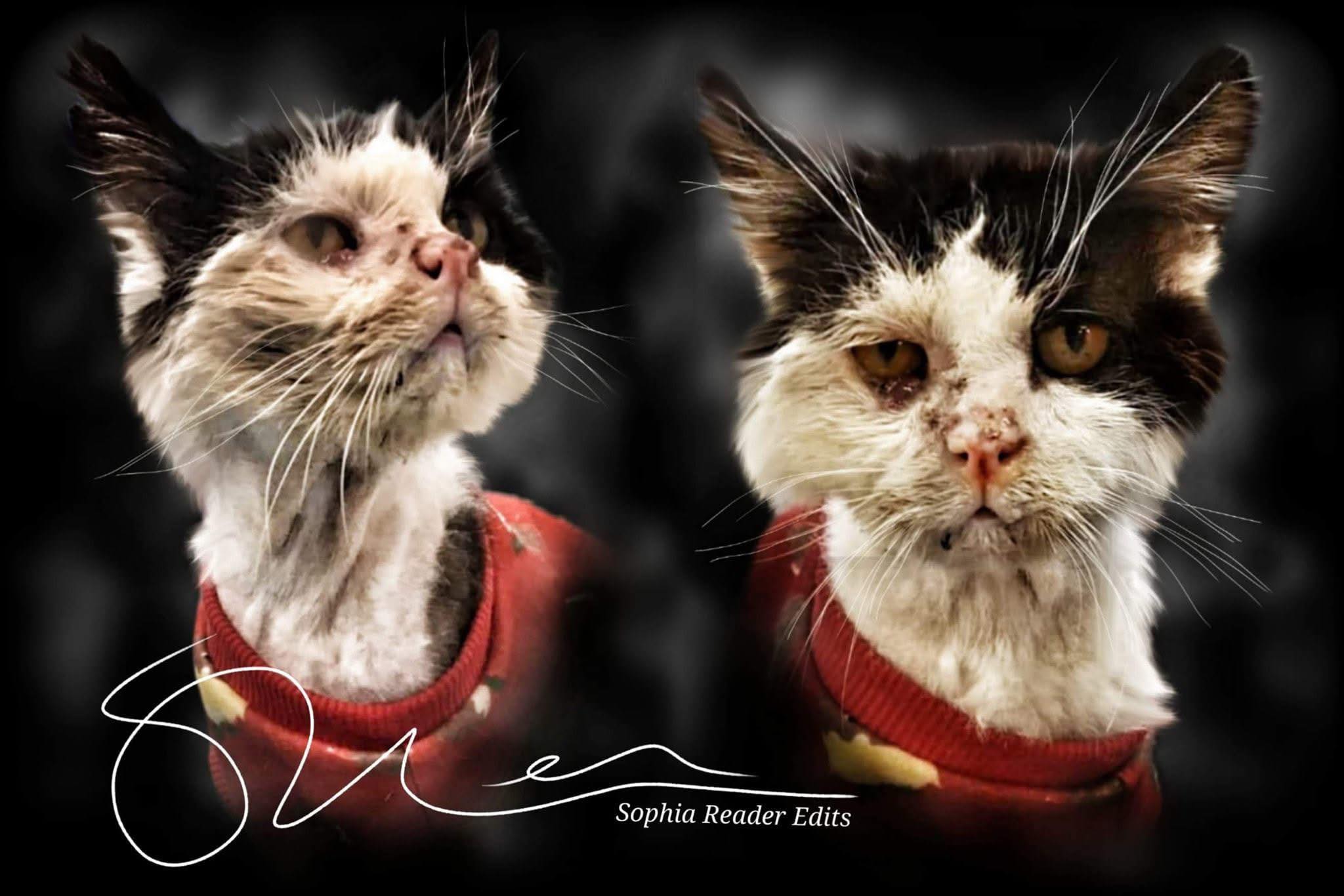 Stray Cat Rescue Team West Midlands. | Albrighton