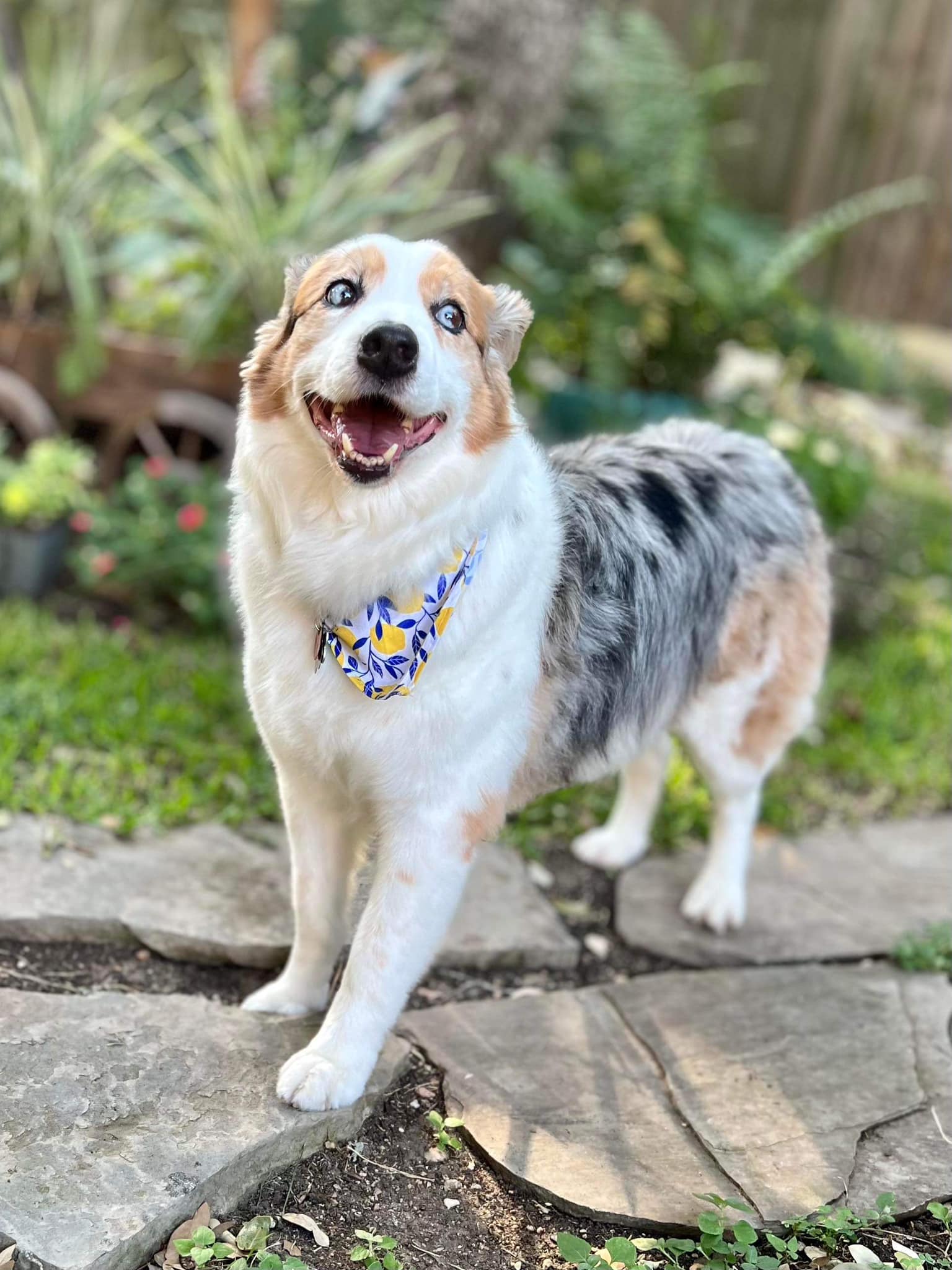 Welcome (back) to LSAR Bailey!... - Lone Star Aussie Rescue | Facebook