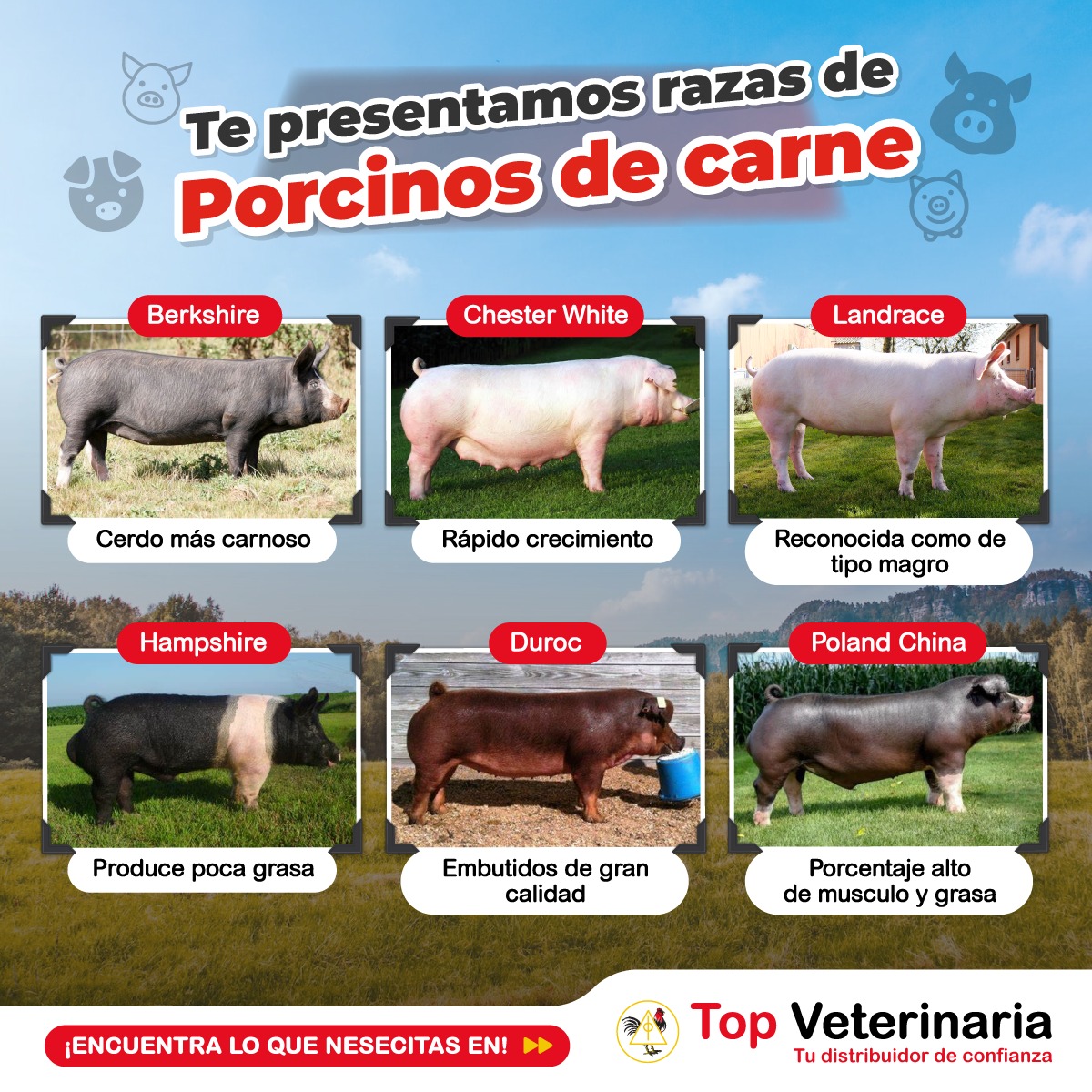 Top Veterinaria - 🐷🥩 Descubre las increíbles razas de...