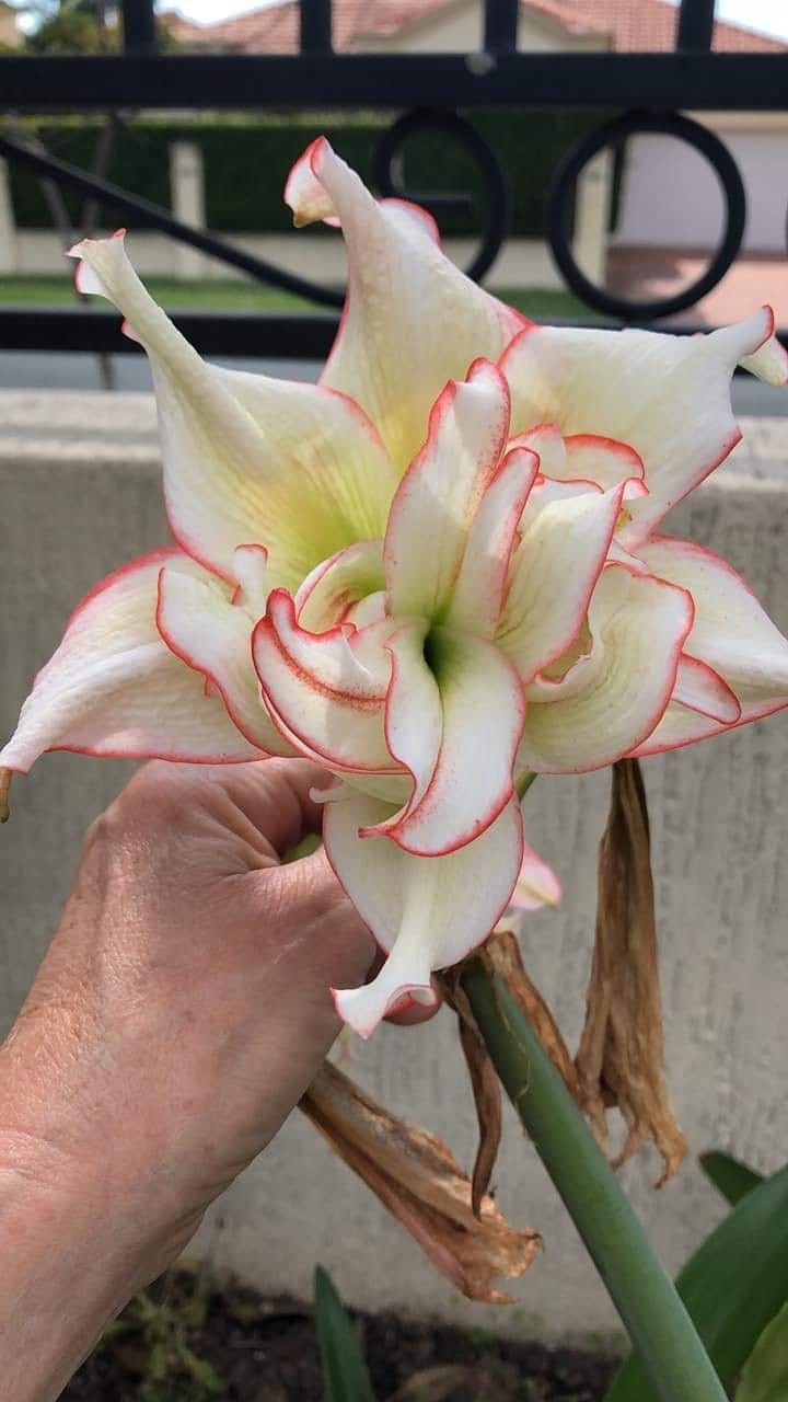 Bulbo Raro Di Hippeastrum Verdianum - Diametro 1.5 Cm - Offset (Nuovo) - Foto 2