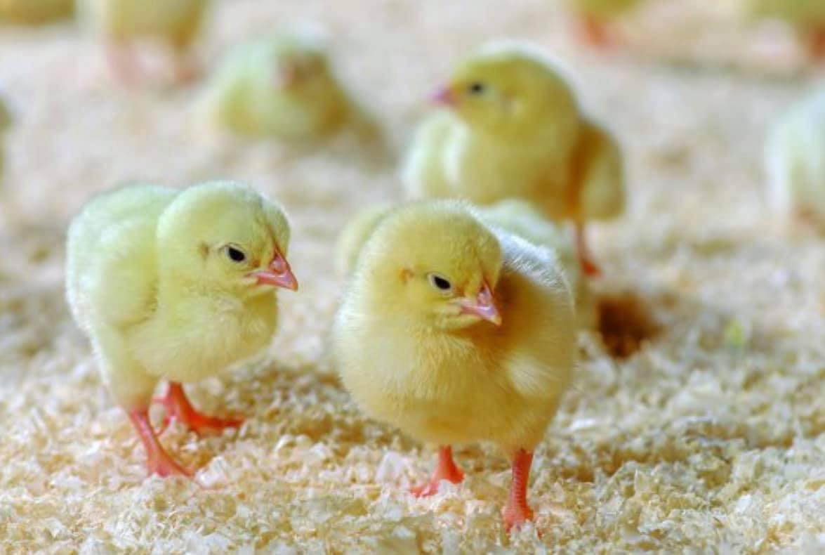 United - How to check day-old chick quality? (9 essential checks to get it right) 1. Reflex: Lay ...