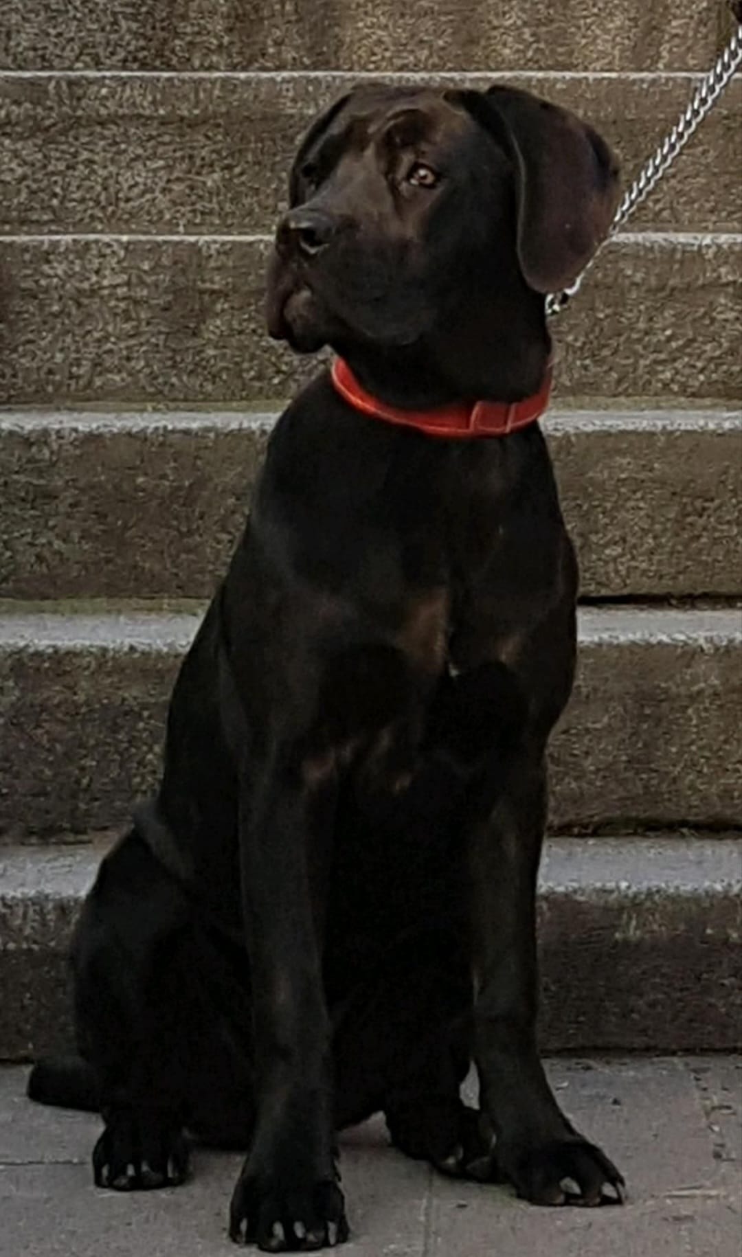 Dieser Carne Corso wird seit 10.2.2023 in 65183 Wiesbaden vermisst https://www.ebay-kleinanzeigen .de/s-anzeige/cane-corso-wird-gesucht/2355797675-283-4905