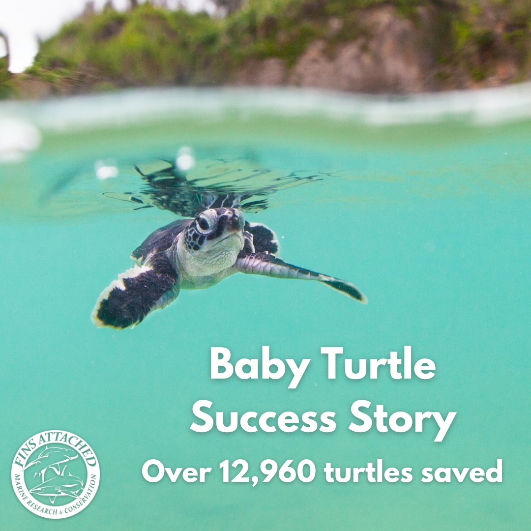 Fin Free - A sea turtle success story and you helped! Fins... | Facebook